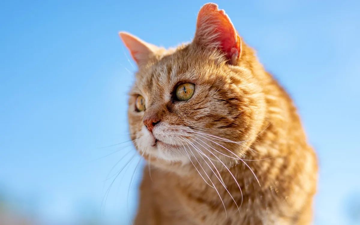 Logowanie, profile gry, mody i rozwiązywanie błędów